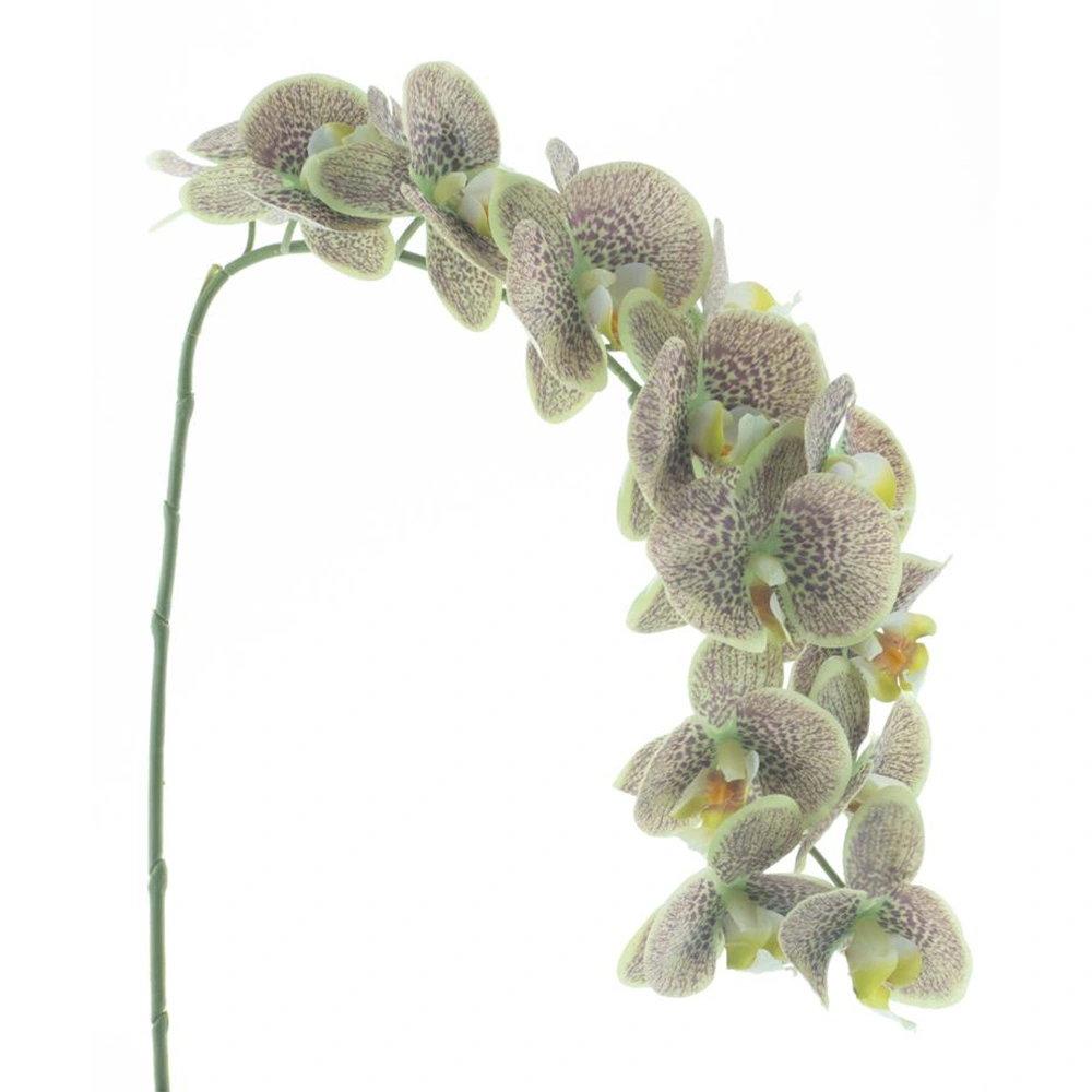 https://cdn.warentuin.nl/media/catalog/product/S/C/SCAN8505413616012_phalaenopsis_spray_bensa_groen_111_cm_kuns_f5cc.jpg