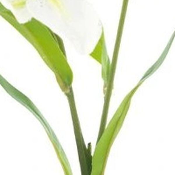 https://cdn.warentuin.nl/media/catalog/product/S/C/SCAN8505413620002_01_lilium_jakarta_creme_53_cm_kunstbloem_b_e0d2.jpg