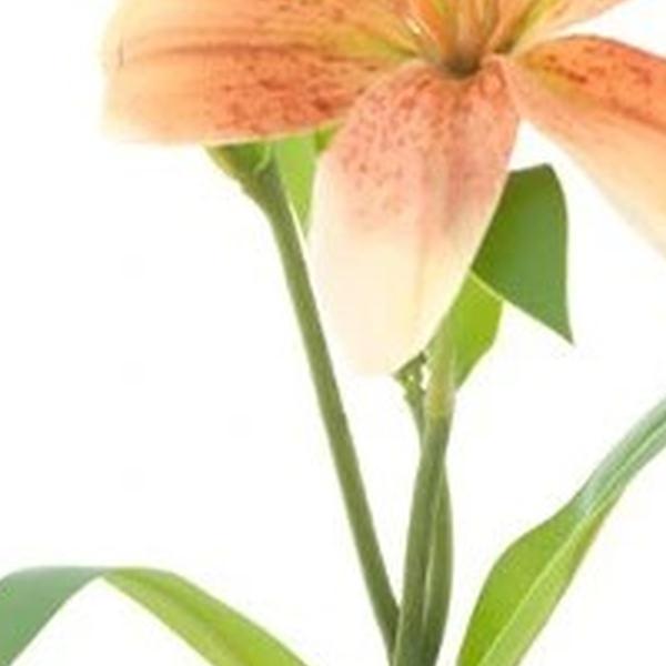 https://cdn.warentuin.nl/media/catalog/product/S/C/SCAN8505413620040_01_lilium_jakarta_peach_53_cm_kunstbloem_b_9771.jpg