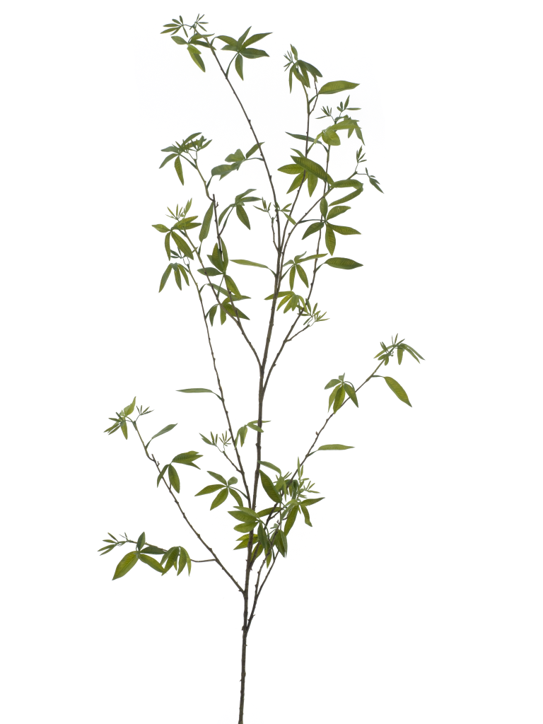 https://cdn.warentuin.nl/media/catalog/product/S/C/SCAN8505422016018_spring_leaf_branch_green_170cm_1886.png