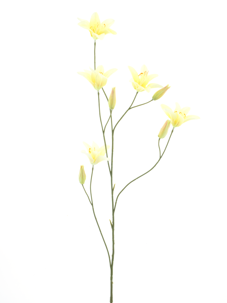 https://cdn.warentuin.nl/media/catalog/product/S/C/SCAN8505422040020_day_lily_spray_yellow_106cm_97b6.png
