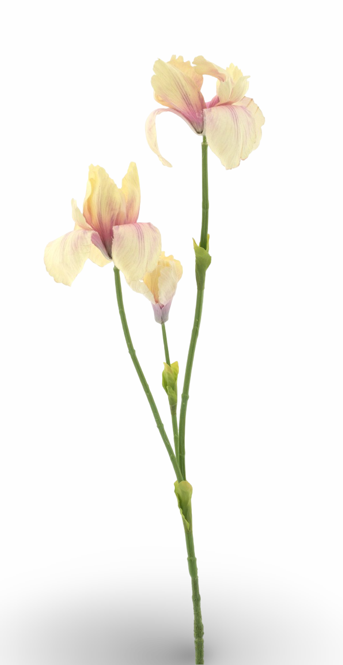 https://cdn.warentuin.nl/media/catalog/product/S/C/SCAN8505422051026_01_a2b7.png