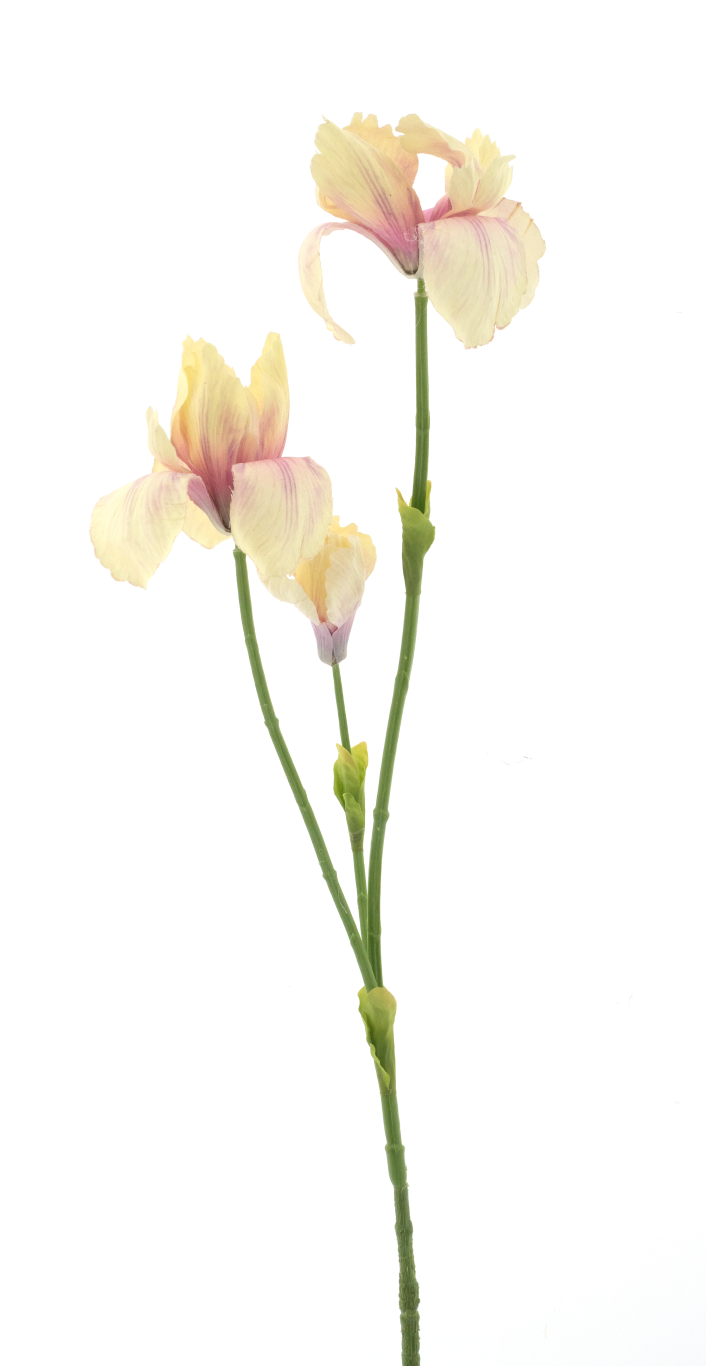 https://cdn.warentuin.nl/media/catalog/product/S/C/SCAN8505422051026_iris_spray_fletcher_yellow_103cm_3e6b.png