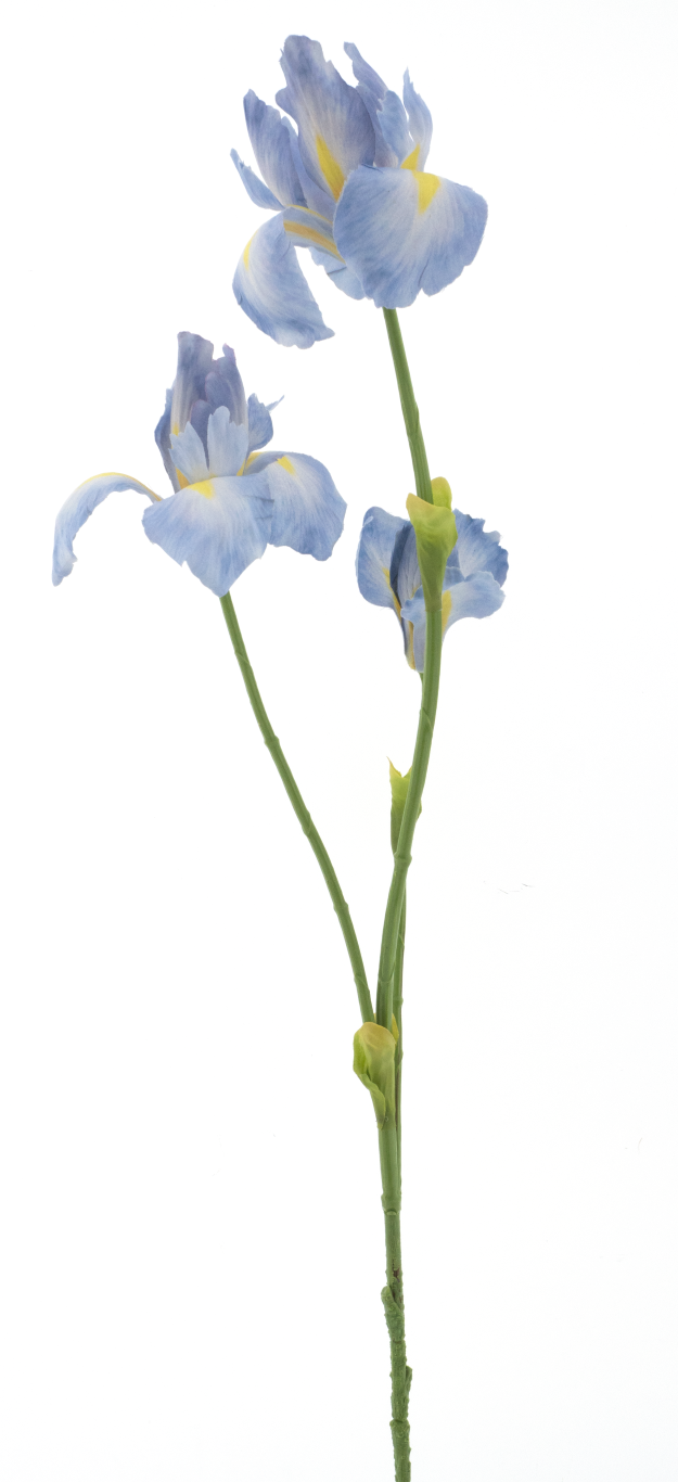 https://cdn.warentuin.nl/media/catalog/product/S/C/SCAN8505422051040_iris_spray_fletcher_blue_103cm_6924.png