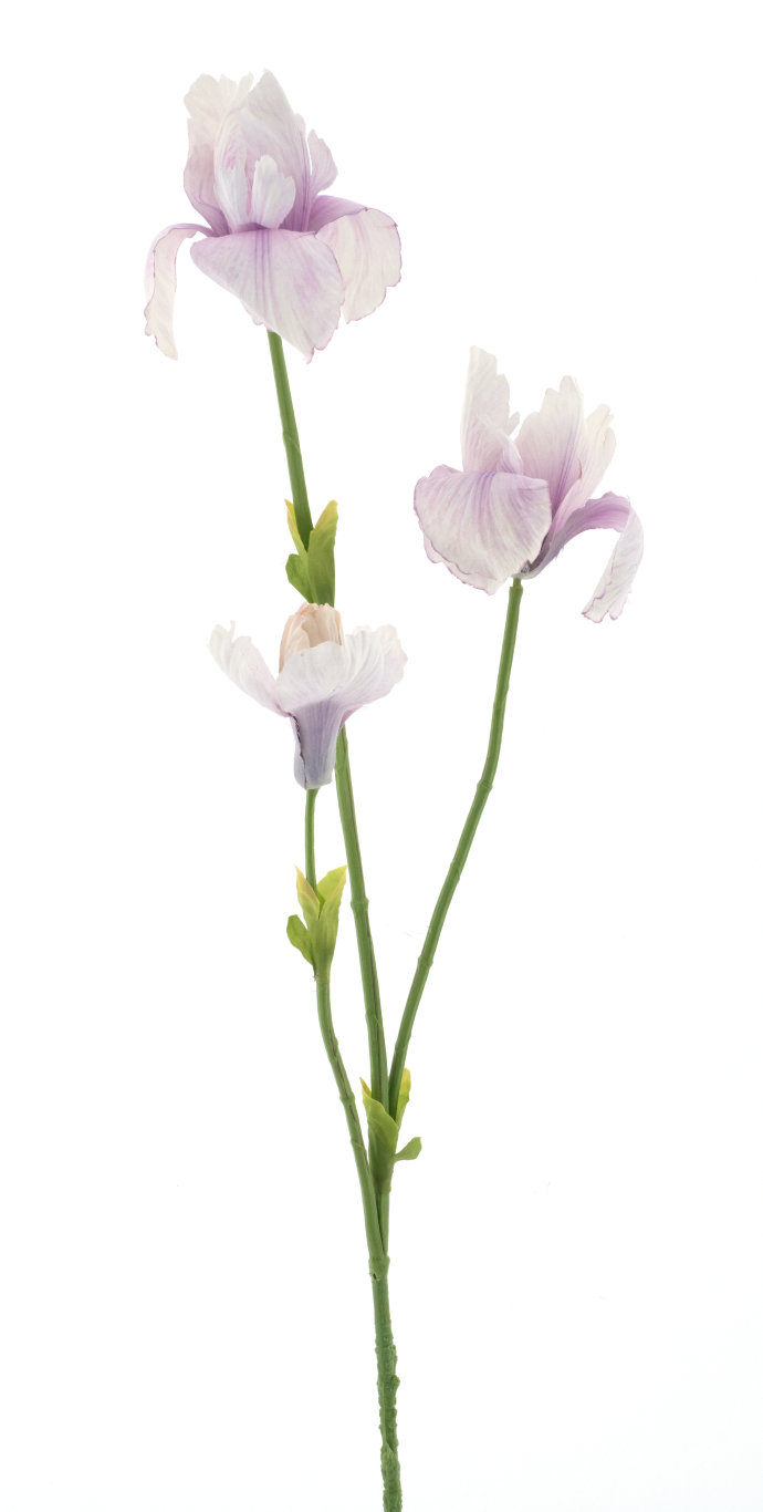https://cdn.warentuin.nl/media/catalog/product/S/C/SCAN8505422051071_iris_spray_fletcher_pink_103cm_4bf5.png