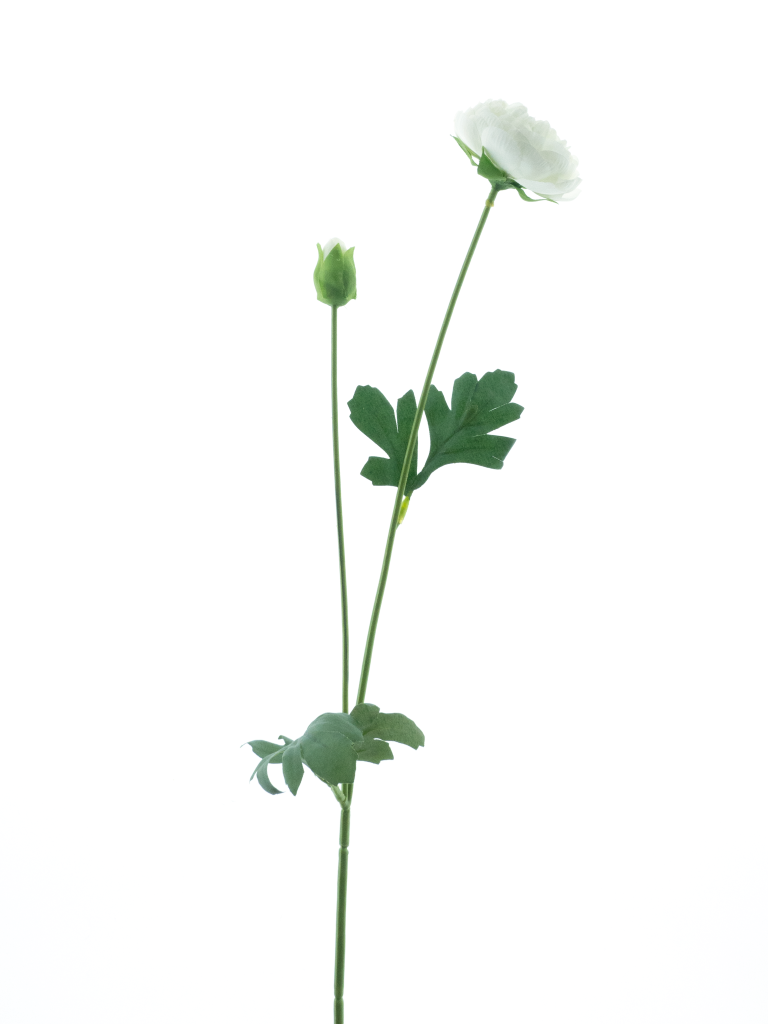 https://cdn.warentuin.nl/media/catalog/product/S/C/SCAN8505422082006_new_ranunculus_spray_flaine_cream_55cm_c37b.png