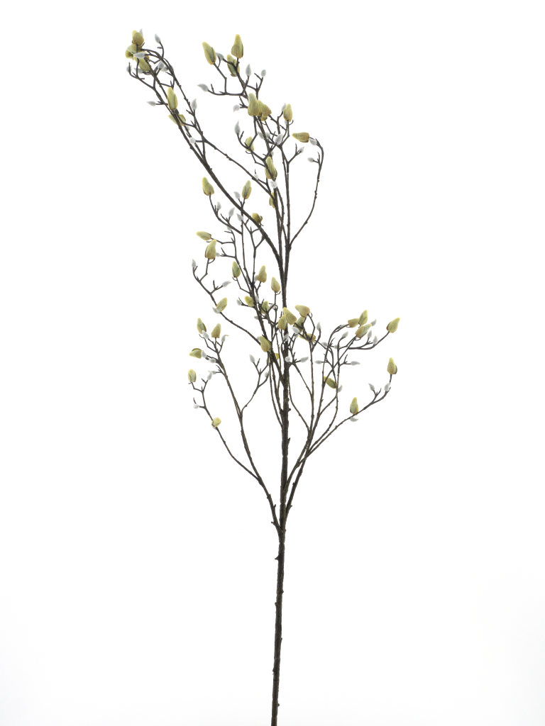 https://cdn.warentuin.nl/media/catalog/product/S/C/SCAN8505422089005_magnolia_bud_branch_cream_182cm_5fa3.png