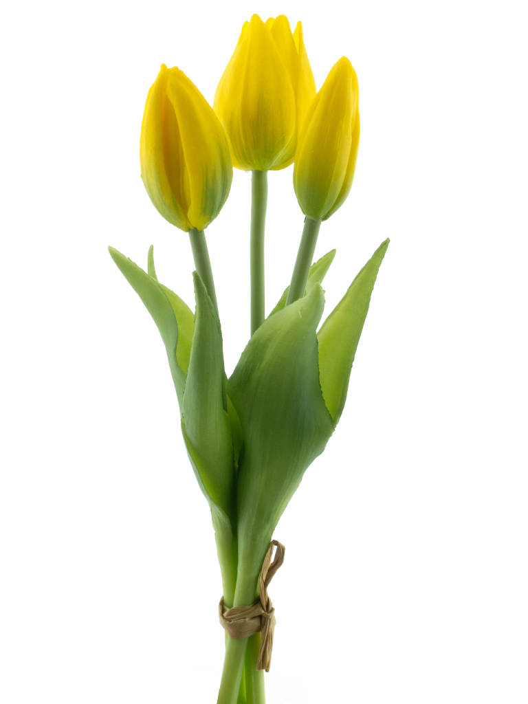 https://cdn.warentuin.nl/media/catalog/product/S/C/SCAN8505422095020_pso_holland_tulip_bundle_sally_x3_yellow_25cm_84c4.png