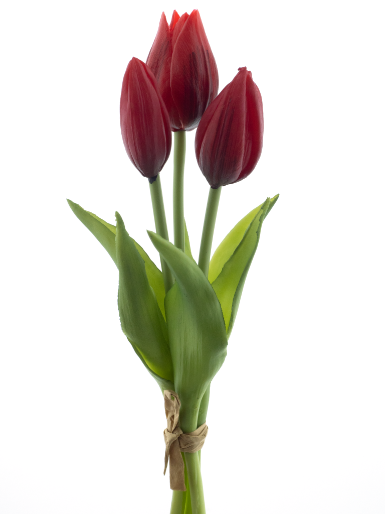 https://cdn.warentuin.nl/media/catalog/product/S/C/SCAN8505422095037_pso_holland_tulip_bundle_sally_x3_red_25cm_cd2e.png