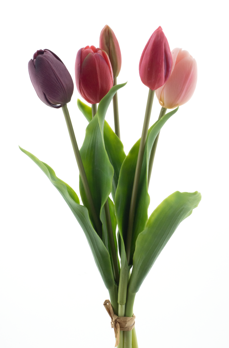 https://cdn.warentuin.nl/media/catalog/product/S/C/SCAN8505422113618_pso_holland_tulip_bundle_sally_purple_beauty_combo_36cm_32e8.png