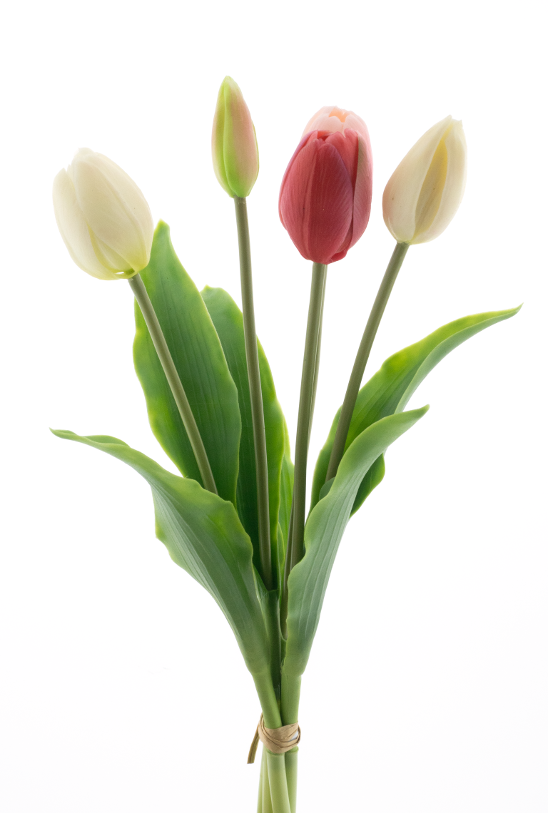 https://cdn.warentuin.nl/media/catalog/product/S/C/SCAN8505422113700_pso_holland_tulip_bundle_sally_pink_cream_combo_36cm_d81c.png