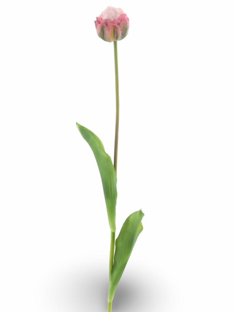 https://cdn.warentuin.nl/media/catalog/product/S/C/SCAN8505422119078_01_36df.png