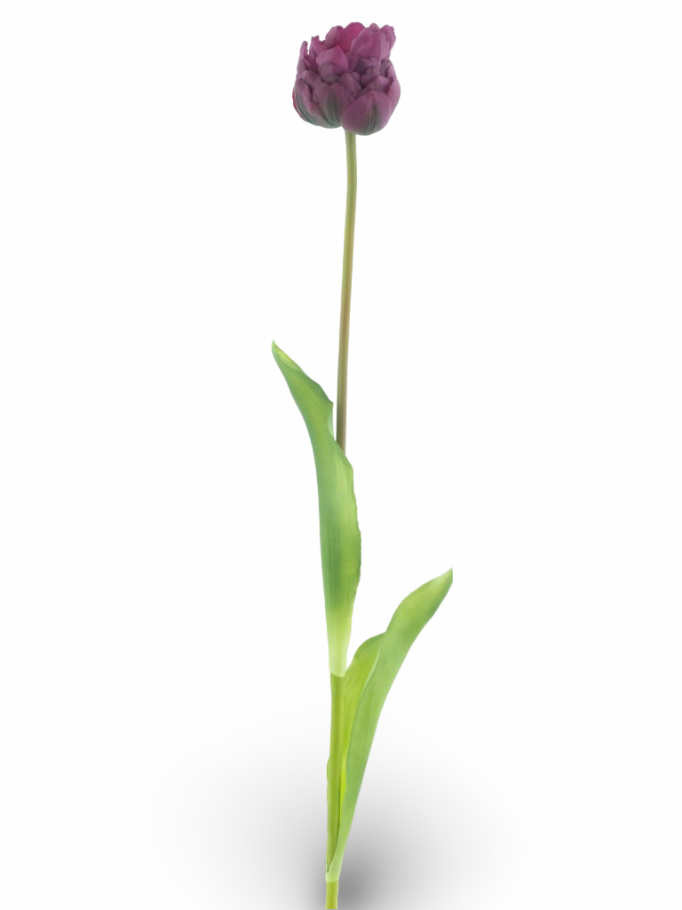 https://cdn.warentuin.nl/media/catalog/product/S/C/SCAN8505422119627_01_884f.png