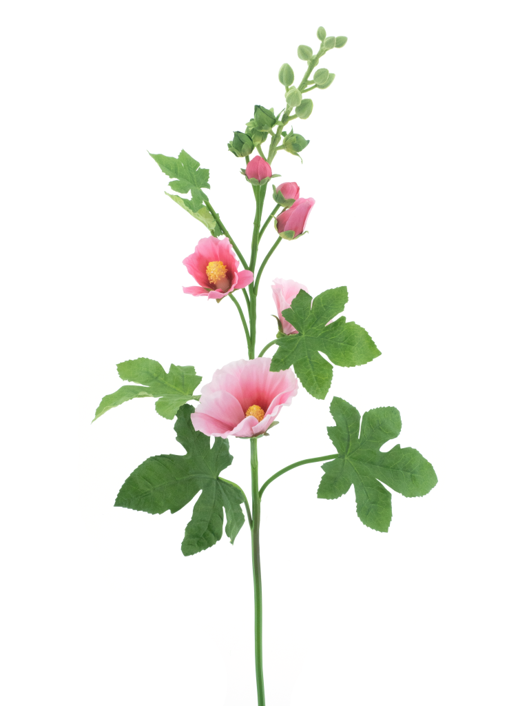 https://cdn.warentuin.nl/media/catalog/product/S/C/SCAN8505422131056_alcea_spray_dark_pink_102cm_33b4.png