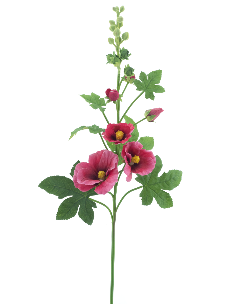 https://cdn.warentuin.nl/media/catalog/product/S/C/SCAN8505422131087_alcea_spray_old_pink_102cm_8fd8.png