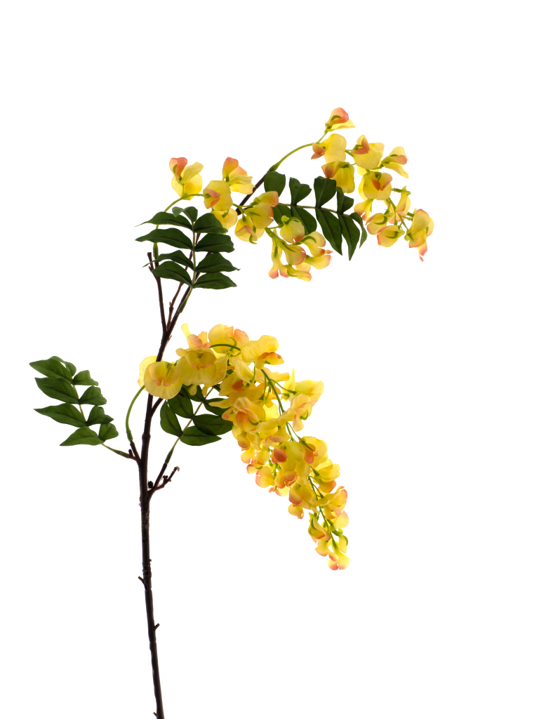 https://cdn.warentuin.nl/media/catalog/product/S/C/SCAN8505422173025_sweet_pea_spray_mick_yellow_92cm_f053.png