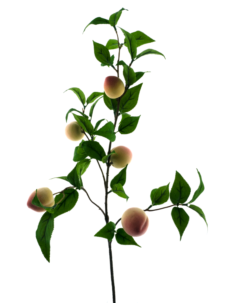 https://cdn.warentuin.nl/media/catalog/product/S/C/SCAN8505422182058_peach_spray_orange_76cm_b6c1.png