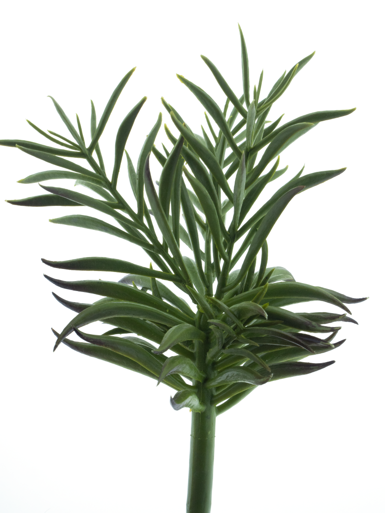 Nova nature Aeonium pick dk green 23 cm kunstbloem - 