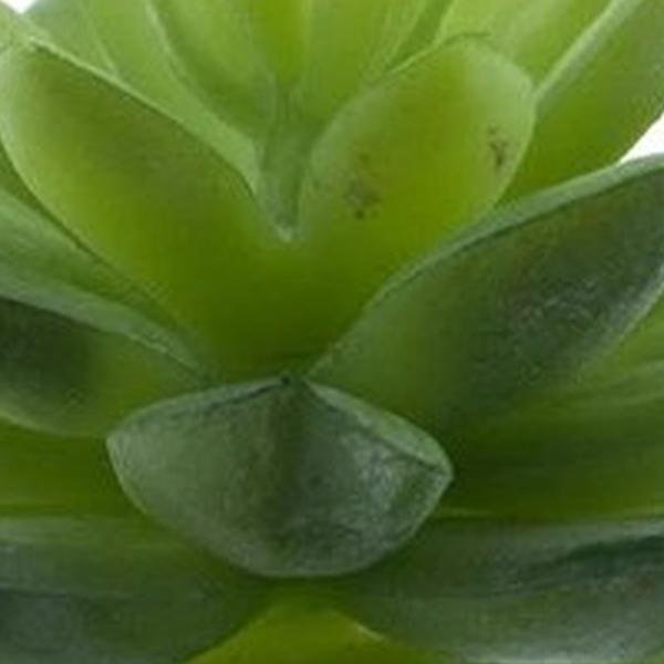 https://cdn.warentuin.nl/media/catalog/product/S/C/SCAN8505422226004_01_echeveria_pick_it_groen_13_cm_kunstplan_621d.jpg