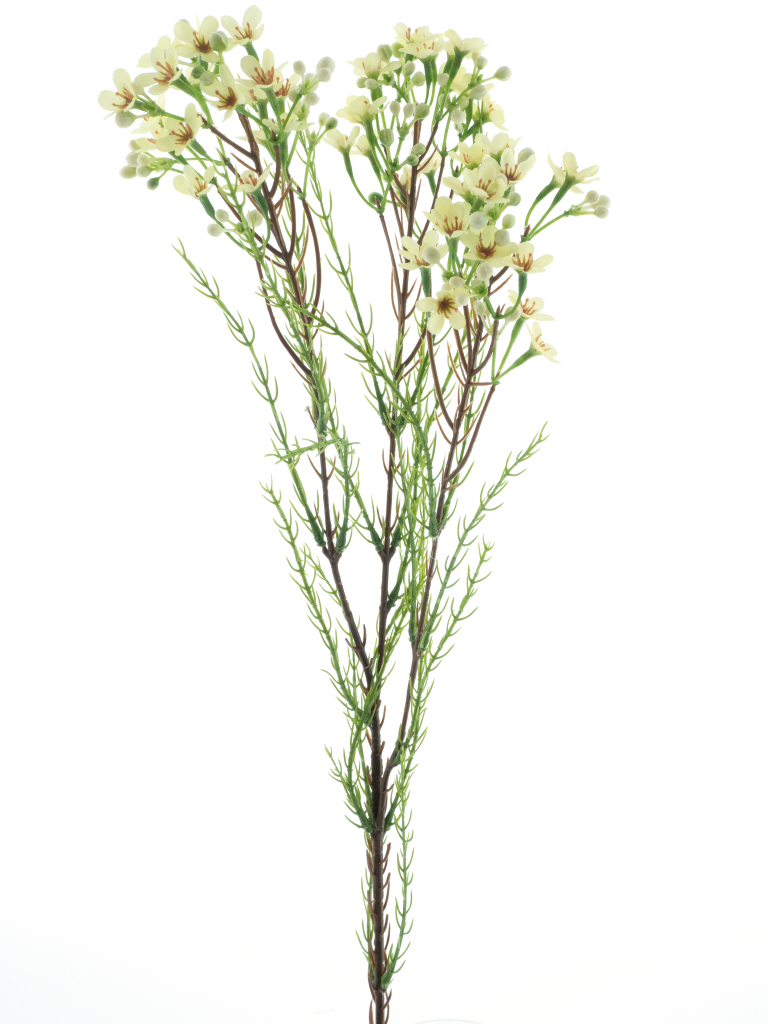 https://cdn.warentuin.nl/media/catalog/product/S/C/SCAN8505422235006_wax_flower_spray_cream_78cm_04b8.png