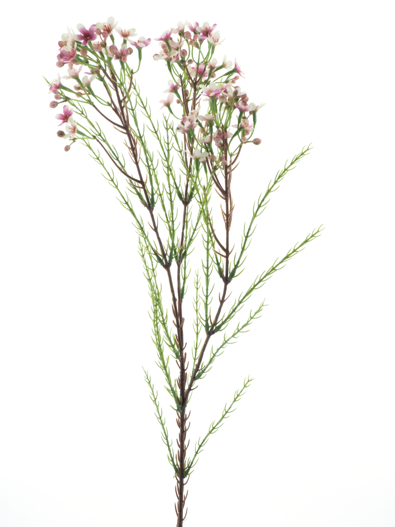 https://cdn.warentuin.nl/media/catalog/product/S/C/SCAN8505422235037_wax_flower_spray_red_78cm_90ac.png