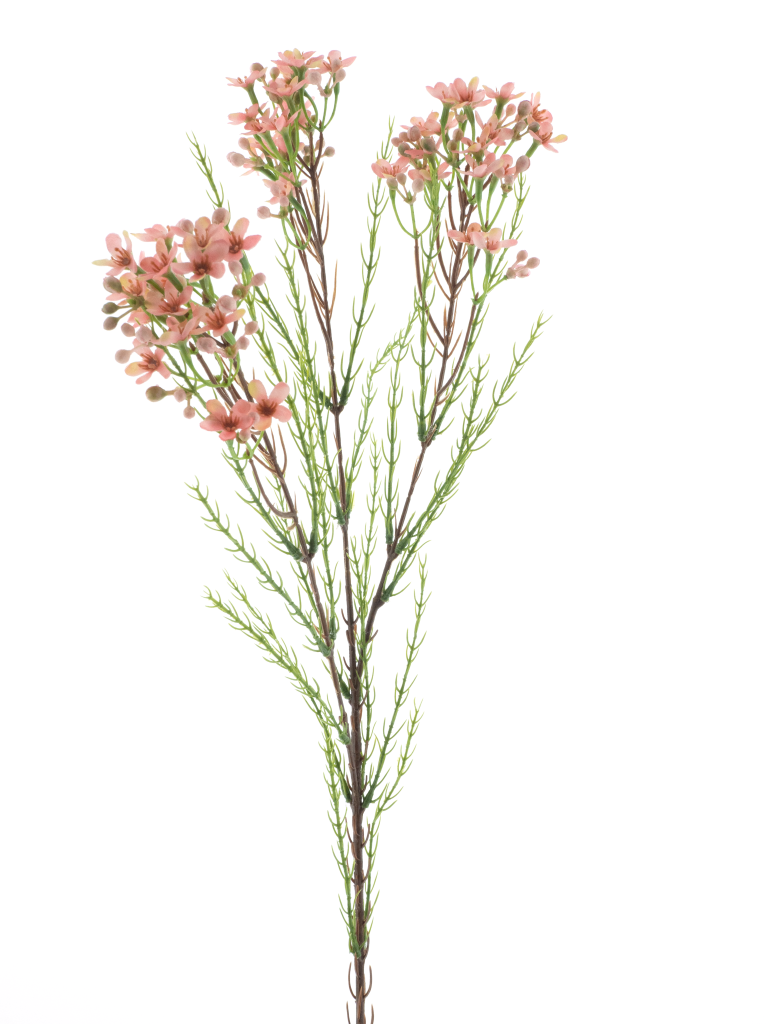 https://cdn.warentuin.nl/media/catalog/product/S/C/SCAN8505422235075_wax_flower_spray_pink_78cm_63ab.png