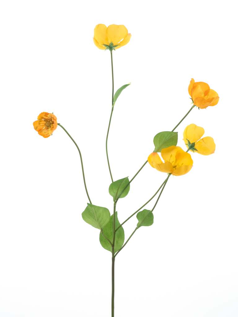 https://cdn.warentuin.nl/media/catalog/product/S/C/SCAN8505422346023_melastoma_spray_yellow_76cm_f917.png