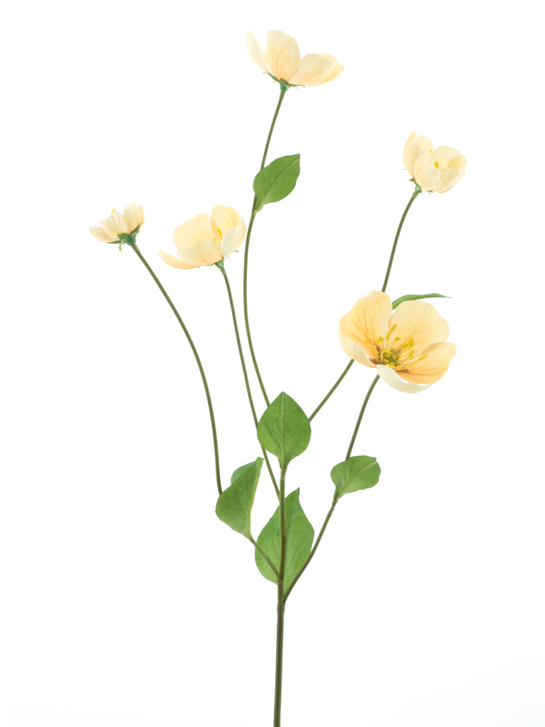 https://cdn.warentuin.nl/media/catalog/product/S/C/SCAN8505422346054_melastoma_spray_peach_76cm_67e7.png
