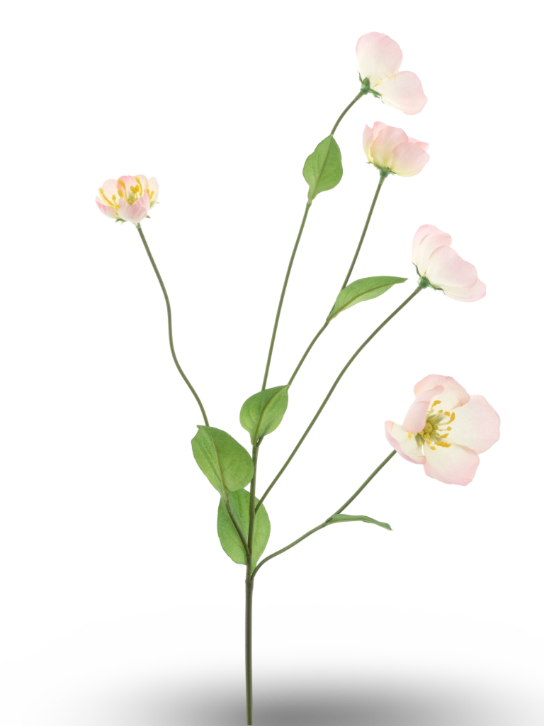 https://cdn.warentuin.nl/media/catalog/product/S/C/SCAN8505422346078_01_80f2.png