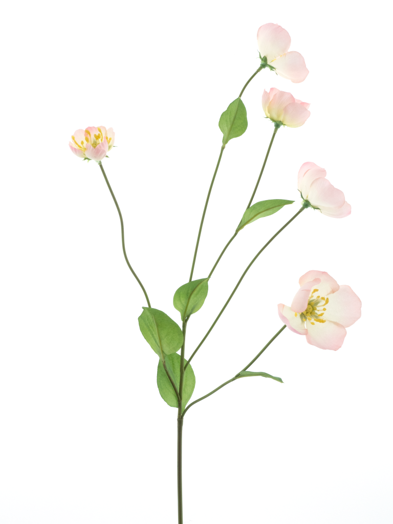 https://cdn.warentuin.nl/media/catalog/product/S/C/SCAN8505422346078_melastoma_spray_pink_76cm_2da1.png