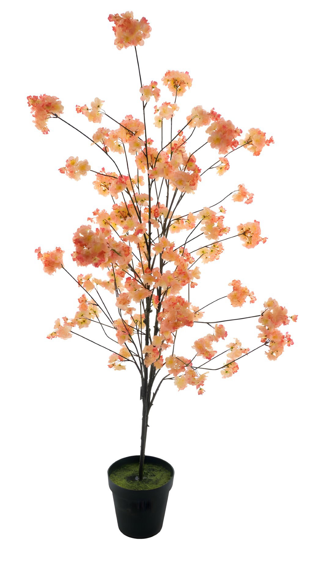 https://cdn.warentuin.nl/media/catalog/product/S/C/SCAN8505422503051_cherry_blossom_tree_japan_new_peach_165_cm_3814.jpg