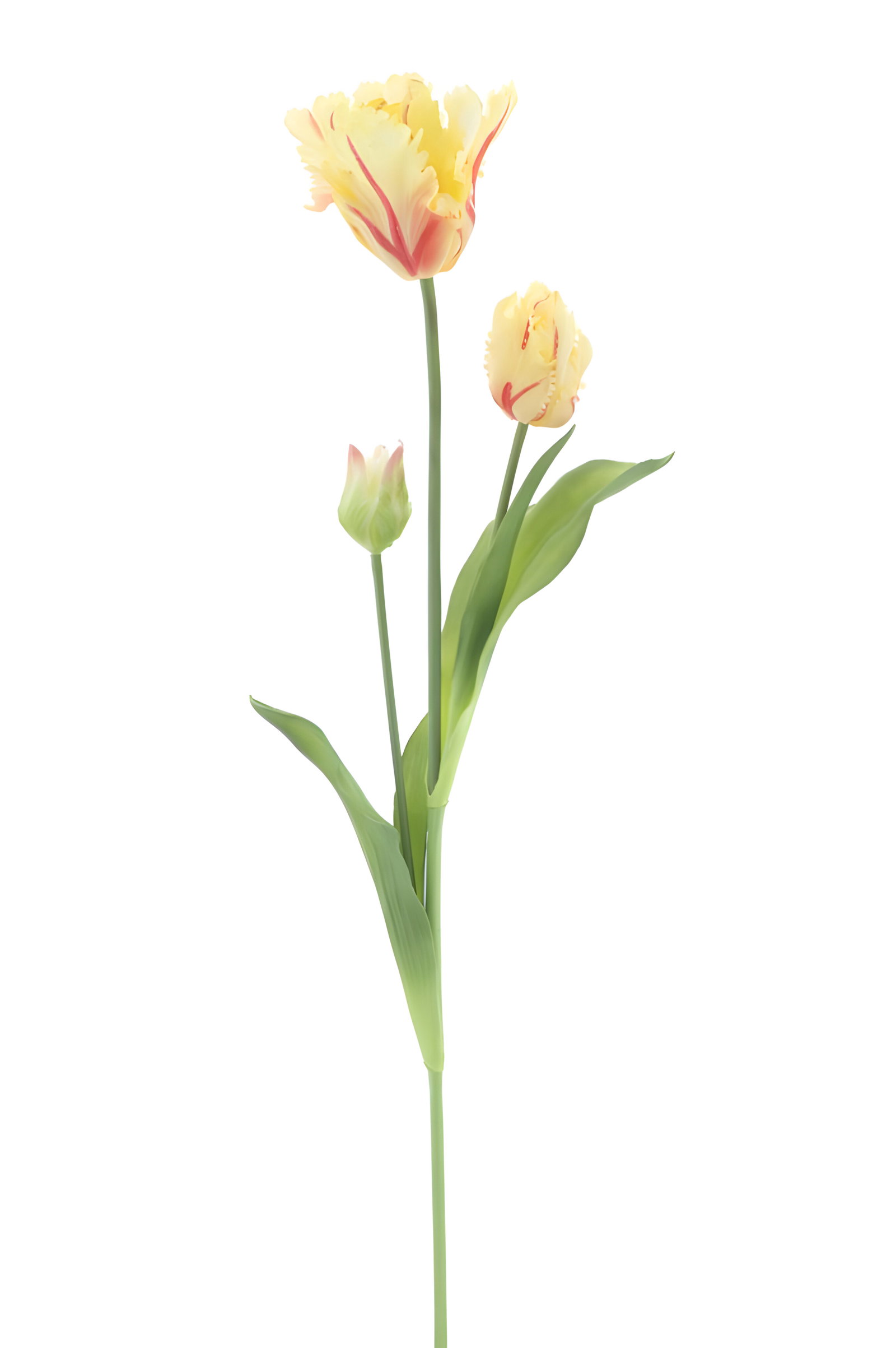 https://cdn.warentuin.nl/media/catalog/product/S/C/SCAN8505422538022_pso_parrot_tulip_spray_sally_yellow_71_cm__a688.jpg