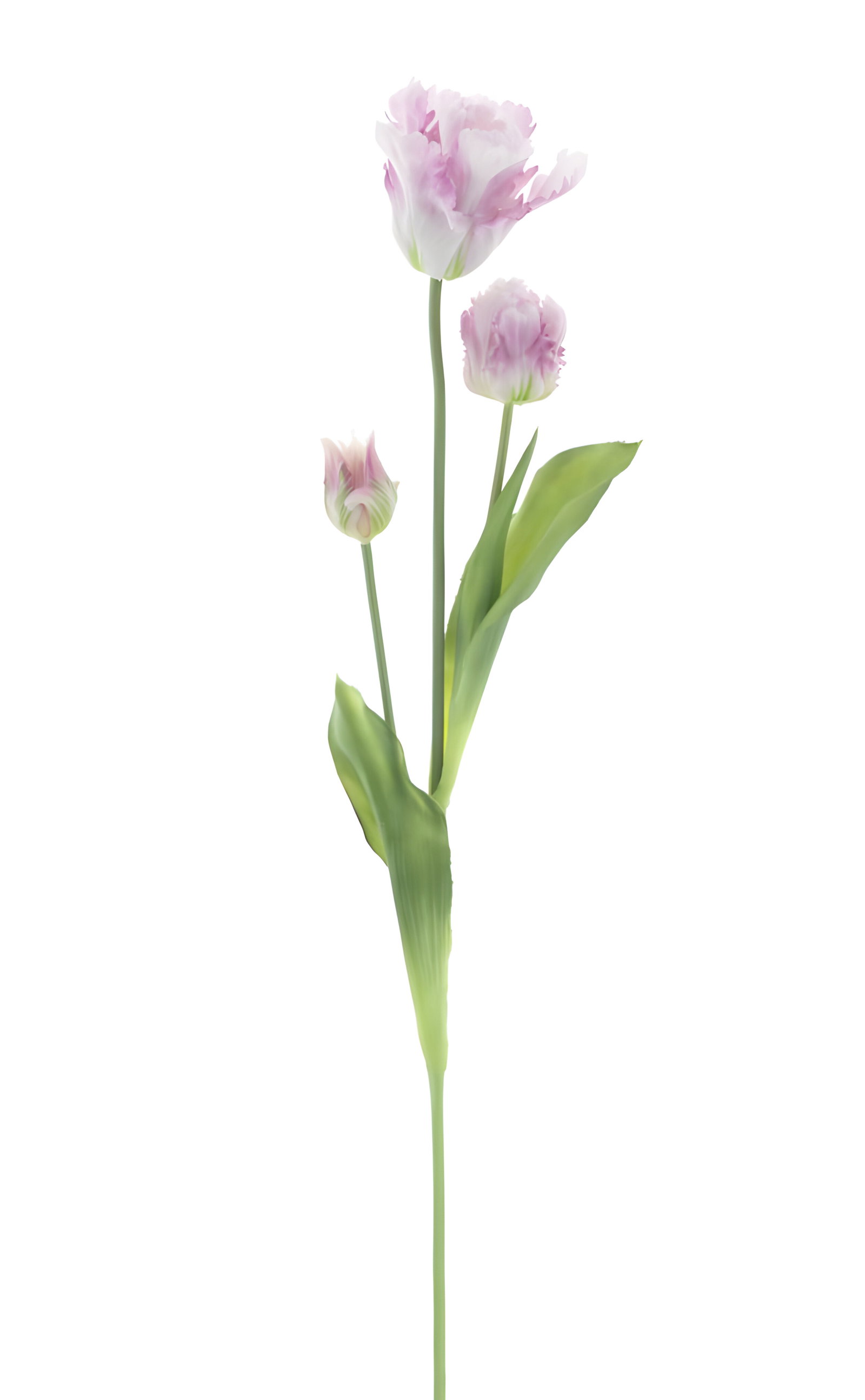 https://cdn.warentuin.nl/media/catalog/product/S/C/SCAN8505422538046_pso_parrot_tulip_spray_sally_lavender_71_c_b591.jpg