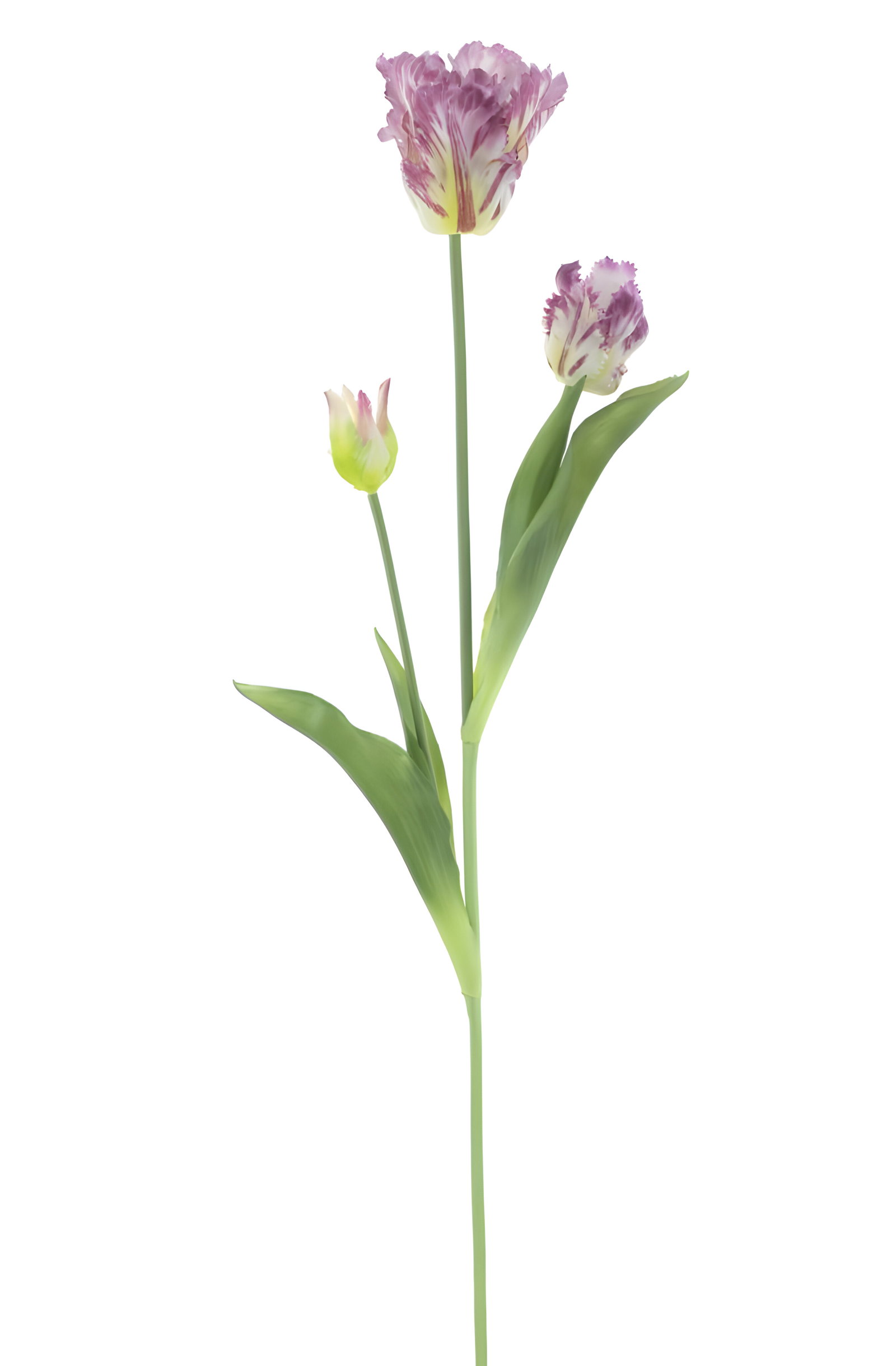 https://cdn.warentuin.nl/media/catalog/product/S/C/SCAN8505422538060_pso_parrot_tulip_spray_sally_purple_71_cm__05cb.jpg
