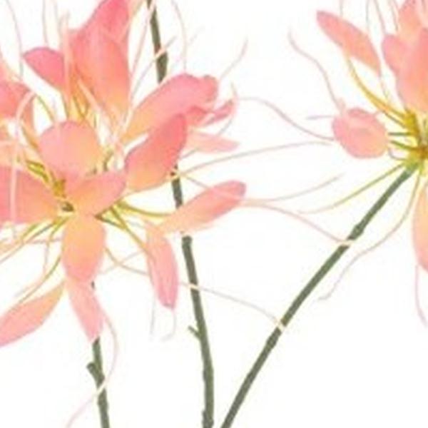 https://cdn.warentuin.nl/media/catalog/product/S/C/SCAN8505422569057_01_spider_flower_peach_94_cm_kunstbloem_bu_dbf5.jpg