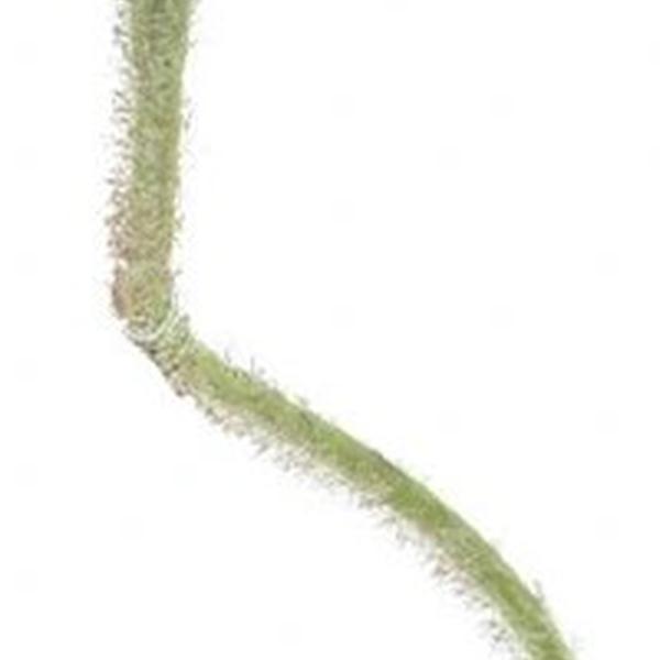 https://cdn.warentuin.nl/media/catalog/product/S/C/SCAN8505422589031_01_poppy_ilse_rood_69_cm_kunstbloem_buiten_c2b4.jpg