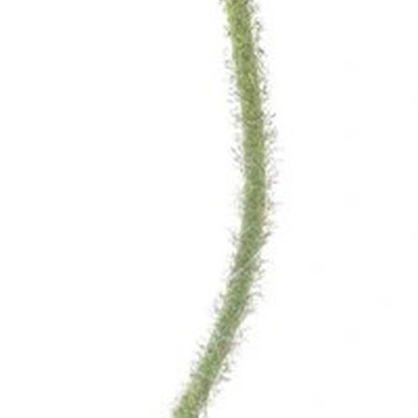 https://cdn.warentuin.nl/media/catalog/product/S/C/SCAN8505422589048_01_poppy_ilse_paars_69_cm_kunstbloem_buite_a05e.jpg