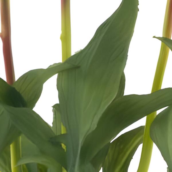 https://cdn.warentuin.nl/media/catalog/product/S/C/SCAN8505422869089_01_paeony_marlie_bundle_a_3_pcs_aubergine__4be5.jpg