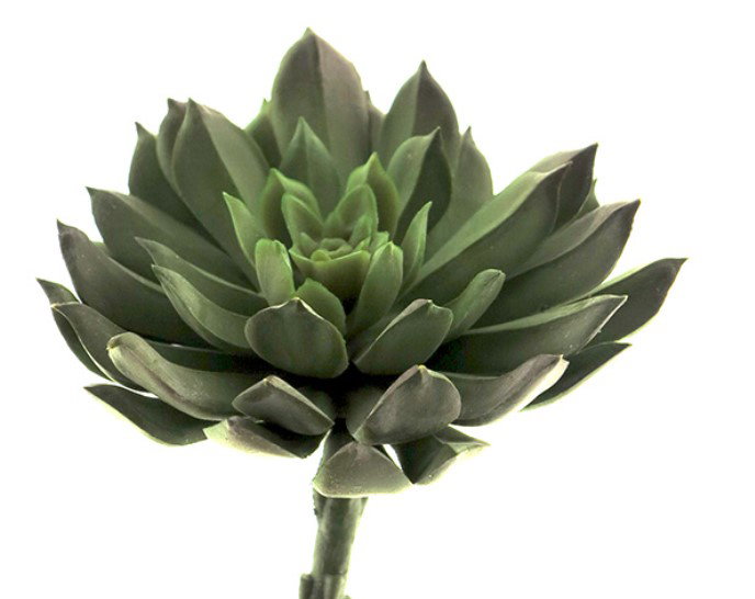 https://cdn.warentuin.nl/media/catalog/product/S/C/SCAN8505432484029_nova_nature_kunstplant_nova_nature_aeonium_pick_7e82.jpg