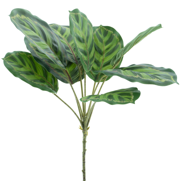 https://cdn.warentuin.nl/media/catalog/product/S/C/SCAN8505432632017_maranta_leaf_spray_taco_green_43cm_d93b.png