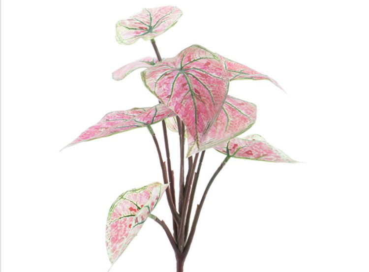 Nova Nature Dieffenbachia plant pink 32 cm Nova Nature