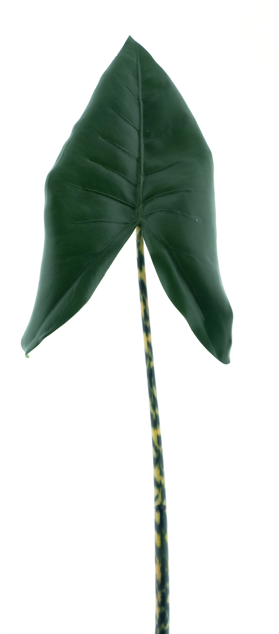https://cdn.warentuin.nl/media/catalog/product/S/C/SCAN8505432889015_nova_nature_kunstbloemen_calla_lily_leaf_green__8f5e.png