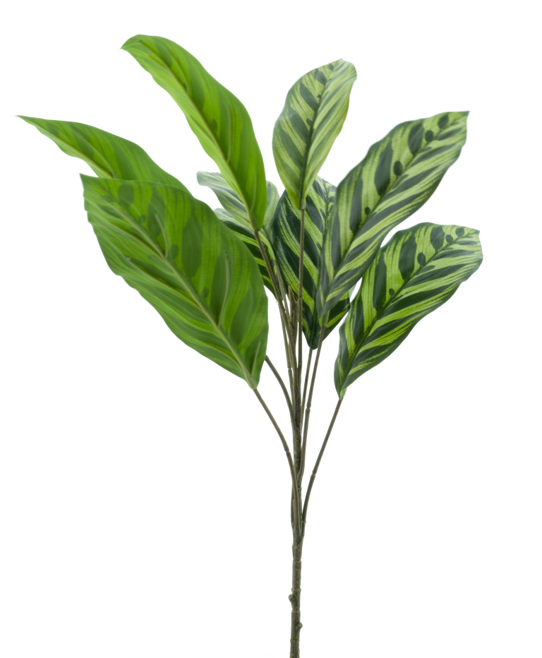 https://cdn.warentuin.nl/media/catalog/product/S/C/SCAN8505432923023_aglaonema_bush_yellow_green_62cm_2ac3.png
