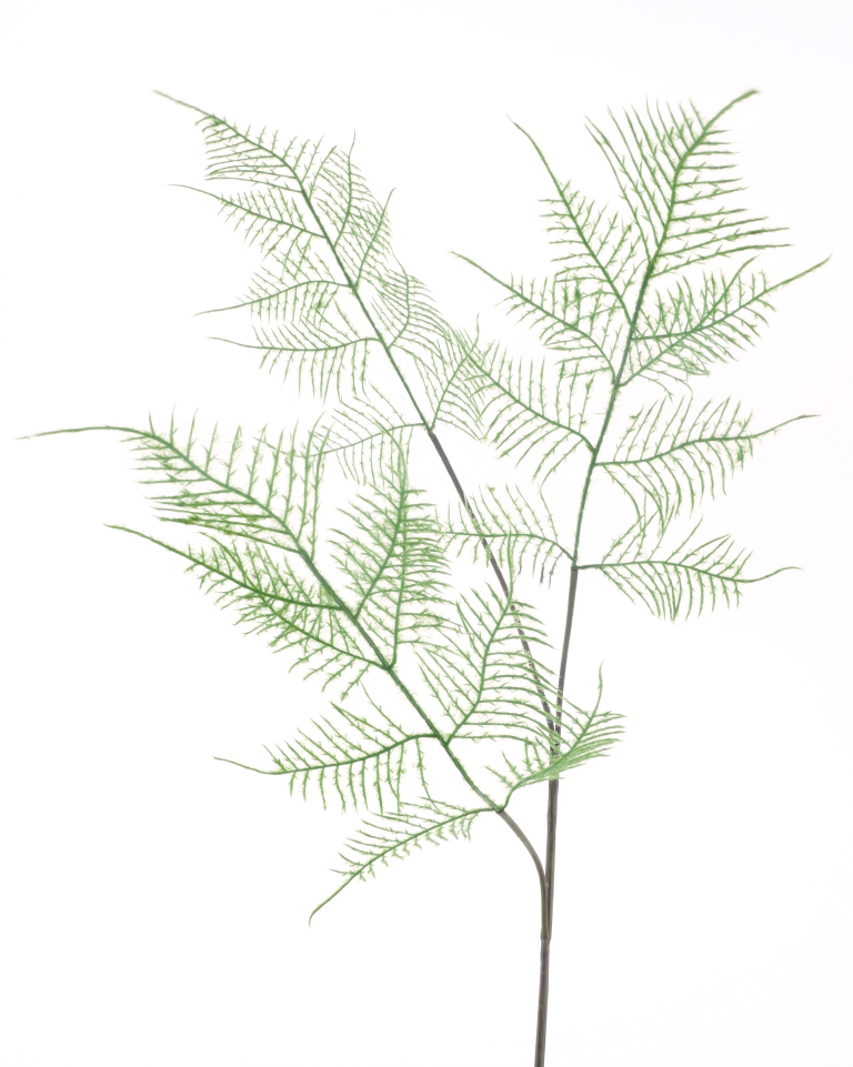 https://cdn.warentuin.nl/media/catalog/product/S/C/SCAN8505432963012_best_asparagus_spray_green_80cm_6979.png