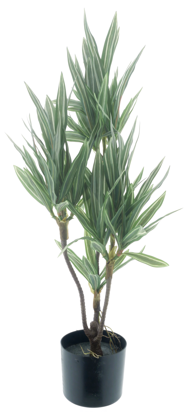https://cdn.warentuin.nl/media/catalog/product/S/C/SCAN8505433037019_dracaena_plant_in_pot_green_cream_65cm_e059.png