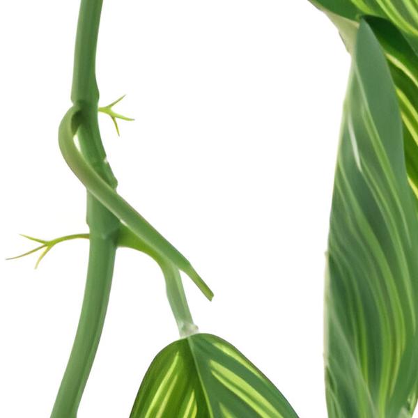 https://cdn.warentuin.nl/media/catalog/product/S/C/SCAN8505433118015_01_spathiphyllum_garland_green_white_165_c_5890.jpg