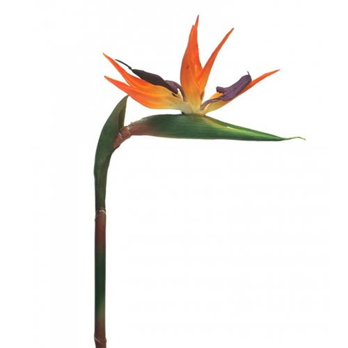 https://cdn.warentuin.nl/media/catalog/product/S/C/SCAN8505451217950_nova_nature_groene_kunstplant_strelitzia_small_84_cm_oranje_k_41c0.jpg