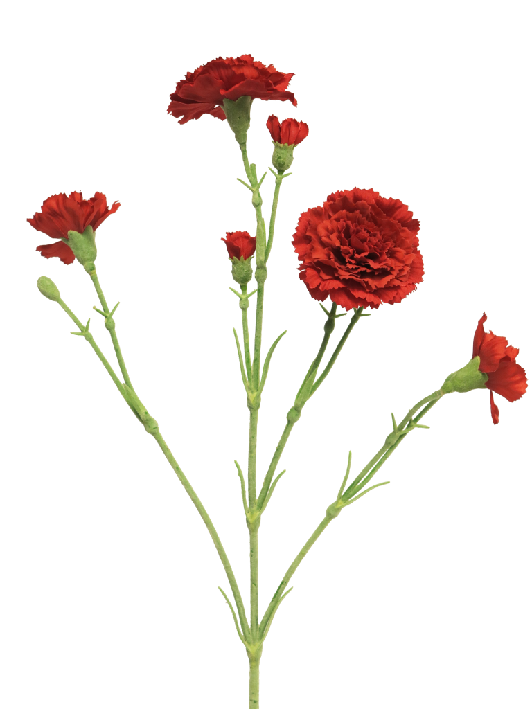 https://cdn.warentuin.nl/media/catalog/product/S/C/SCAN8505451297433_best_dianthus_charly_red_62cm_c95d.png
