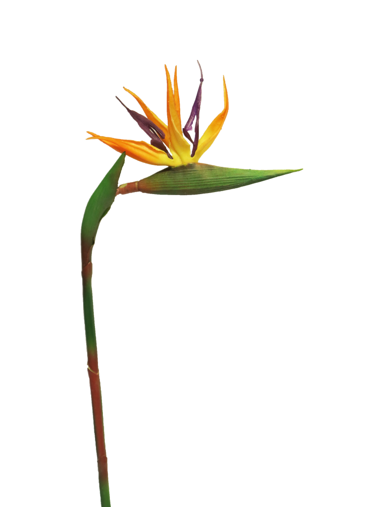 https://cdn.warentuin.nl/media/catalog/product/S/C/SCAN8505451299956_innovative_zijdebloem_rt_strelitzia_cathy_orange_58cm_innovat_9899.png