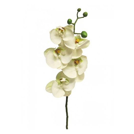 https://cdn.warentuin.nl/media/catalog/product/S/C/SCAN8505451301505_nova_nature_orchidee_kunst_phalaenopsis_orchidee_bora_58_cm_w_1282.jpg